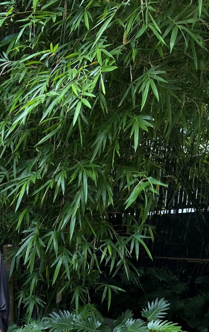 Bamboo