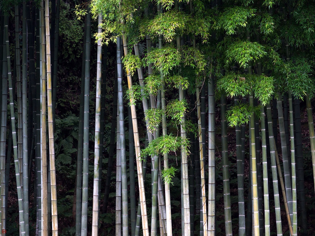 Bamboo Forest