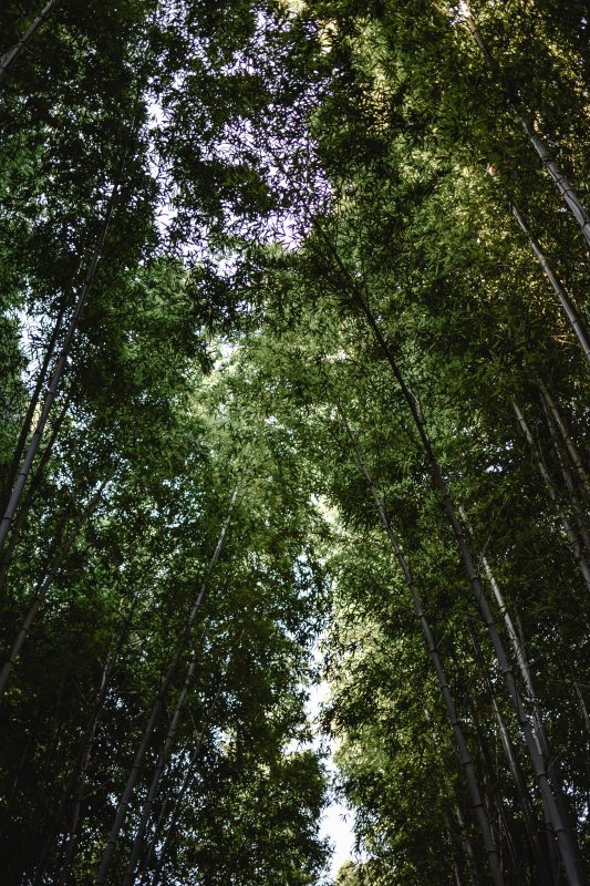 bamboo forest